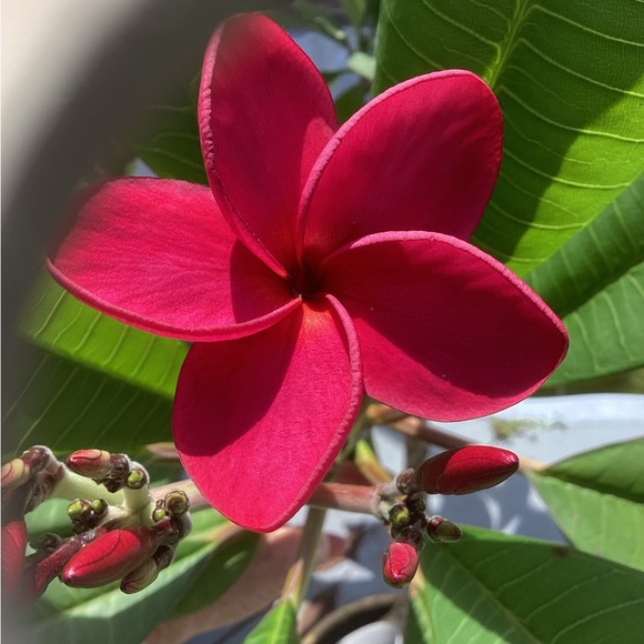 Meet your Posher, Lesa - Picture 3 of 4